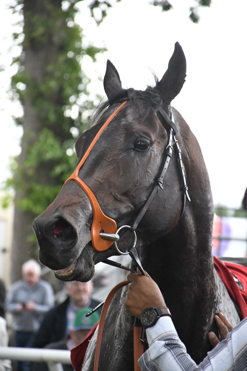 PCequinephoto's tweet photo. Bunyola Bay trained by @rhannonracing is a winner @GowranPark1 1/6/26 @IrishRacing7 https://t.co/ZU7FLE8Qha