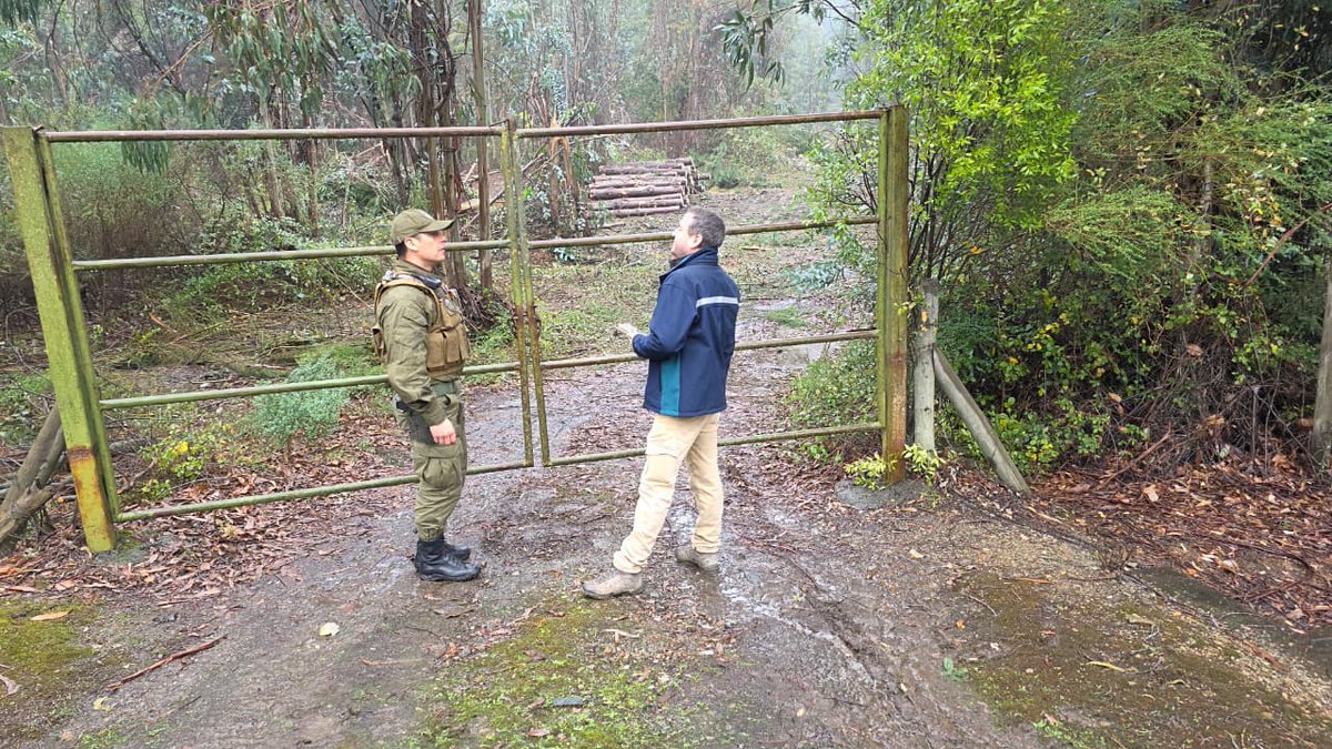CONAFBiobio's tweet photo. 🌳 Fiscalizadores de #CONAF se trasladaron a #Coronel para verificar una denuncia por presunta tala ilegal de bosque nativo.

La labor se realizó junto al OS-5 de #Carabineros para verificar el cumplimiento de la normativa vigente y resguardar el patrimonio forestal de la región. https://t.co/23P6dCnJHT