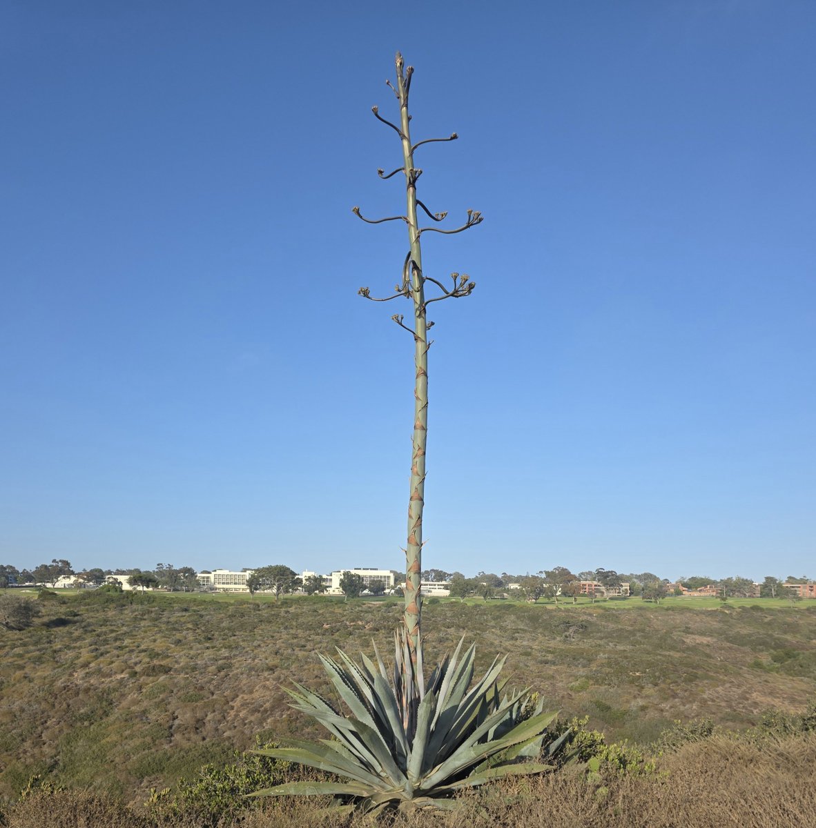 JRails's tweet photo. Tell me I'm not the only one who sees a Dr. Seuss tree here. 😆

#SanDiego #DelMar #TorreyPines #BlacksBeach https://t.co/YTcHBBCv1U