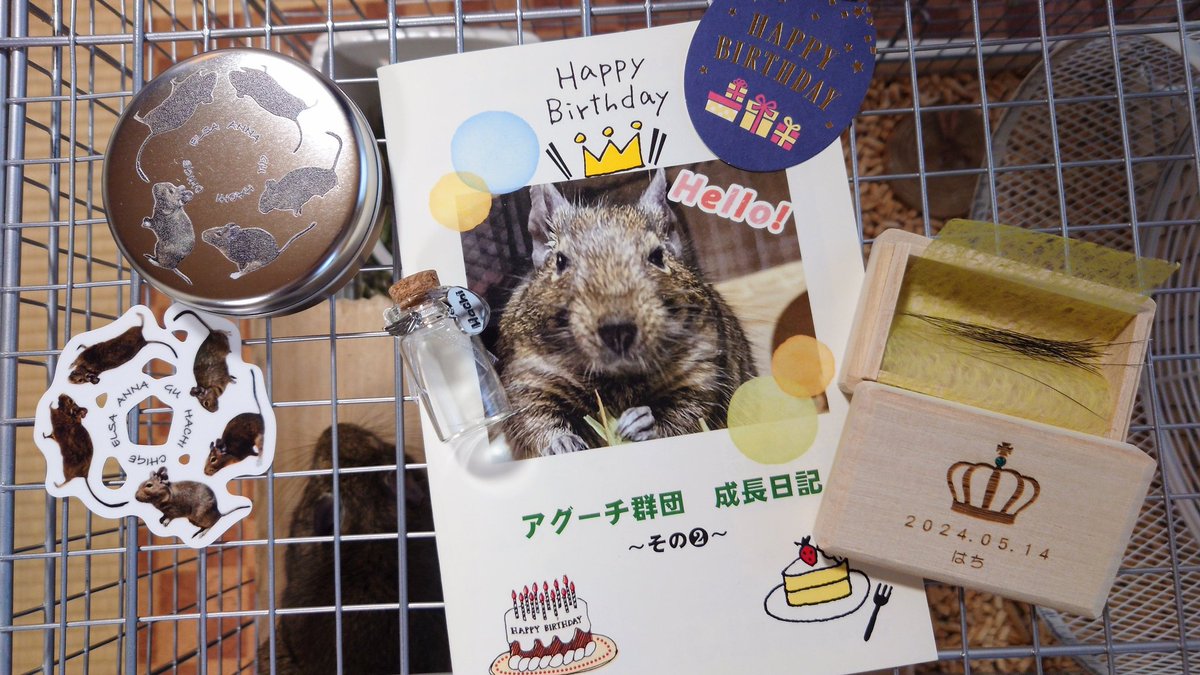 ta0kka's tweet photo. 月が変わってしまいましたが…5月はアグーチ群団のお誕生月✨️素敵な記念品を頂きました😊
@AnotherSumickey さん、
@glamochan2nd さんありがとう💕
さっそく飾ったり、詰めたり、読み聞かせしたりしましたよ！写っていませんが瓶の中にぱやぱやのはち毛が入っています💦 https://t.co/kegz6mstK9