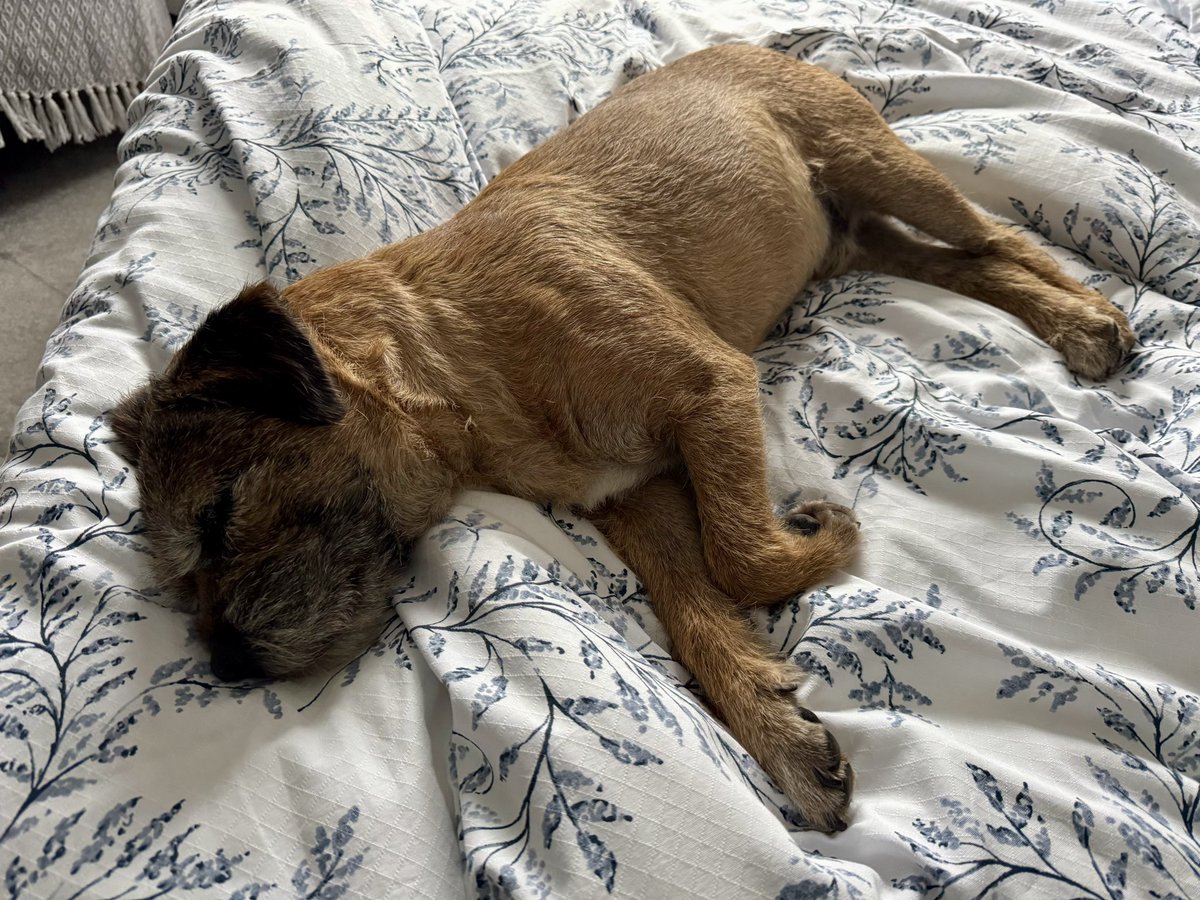 BtCulter's tweet photo. Started struggling with my breathing over the weekend so after a lie in treat on the big bed it was off to the vets. Knocked me out and drained fluid from my abdomen  and around my heart. Not great pals but 🐾🤞🐾 a few more #QDs in me. No BA #Tweetup 🐾😢🐾 https://t.co/hlNeF9JiVp