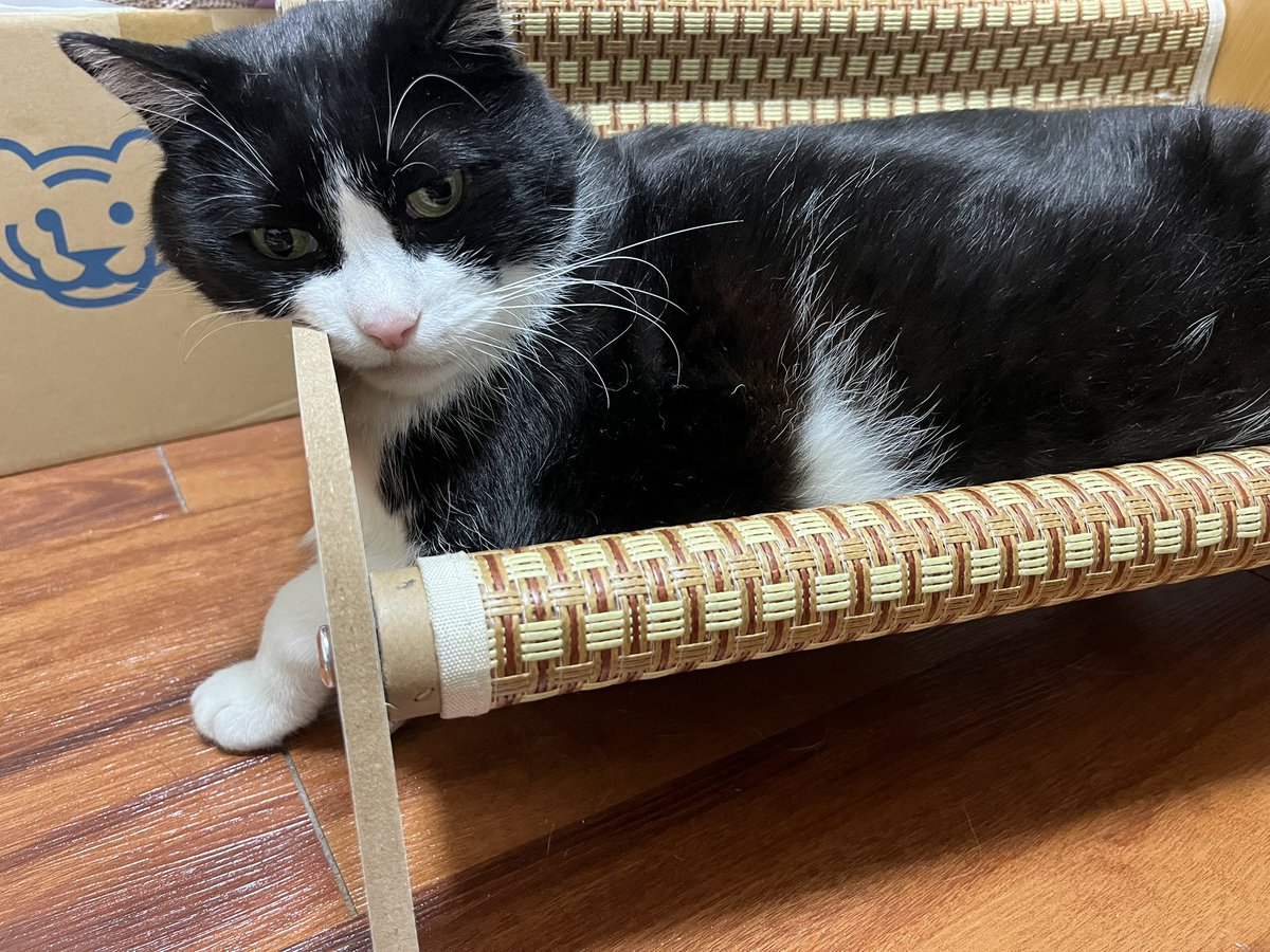 CatforLight's tweet photo. 夏用ベッド乗ってはみたものの
良くも悪くもない…という表情 https://t.co/b87c1gNJ0z