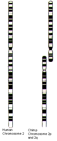 KingOfSalt4's tweet photo. Human Chromosome 2 (Image 1) is evidence that man and chimpanzees share a common ancestor.

As you know, all great apes have 24 pairs of chromosomes, while humans only have 23. Chromosomes are packages of DNA containing genes.
To view all the chromosomes in a cell, scientists use what's called a karyotype which lays them all out to see in matching pairs. By arranging them in order like this, they can see if a person has any missing, extra, or deformed chromosomes.

The light and dark bands are a result of staining, appearing as light or dark depending on how each region absorbs the staining: tightly packed DNA tends to stain darkly, and loose packed stains lighter.
Staining is used to identify chromosomes and locate specific regions or genes. A chromosome has a "waist" (centromere) which divides it into two "arms": a long and a short, labeled Q and P respectively.

      p arm
        |
        |
        ●  ← centromere
        |
        |
        |
      q arm

Now, if you look at Image 2, you'll notice something: Chromosome 2 has the same pattern of banding as Chimp Chromosome 2p and 2q when lined up.

This is evidence of the origin of human chromosome 2: Chromosome Fusion. It's believed that at some point in our evolutionary history, two separate ape chromosomes joined end-to-end, creating a single larger chromosome. 

Another piece of evidence is a vestigial centromere on Chromosome 2 in the location where one would expect to find the second "waist" from the fusion. Having two waists would be unstable, so it's believed that over time, one of them became inactive.

The third piece of evidence is the presence of telomere sequences in the middle of Chromosome 2. Think of telomeres as like "caps" on the ends on chromosomes. If two were to fuse together end to end, you would expect to find these "caps" in the middle, and that is exactly what we find in C2, in the q13 band, far from either end.

"We conclude that the locus cloned in cosmids c8.1 and c29B is the relic of an ancient telomere-telomere fusion and marks the point at which two ancestral ape chromosomes fused to give rise to human chromosome 2." - Jacob W. Ijdo, 'Origin of human chromosome 2: an ancestral telomere-telomere fusion'