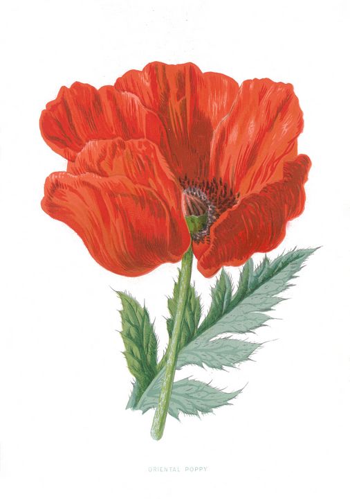 chacha6905's tweet photo. Art of the Day! "Oriental Poppy". Buy at: https://t.co/Mqn1YtUepY https://t.co/1WvZJhHeKf