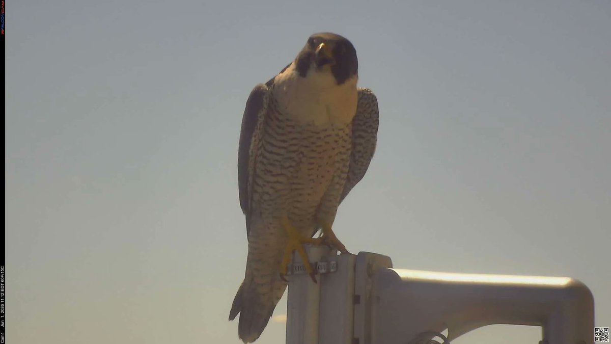 Rfalconcam's tweet photo. Although it is stressful, once again #ROC #peregrines Nova and Corazon were successful in chasing off the intruders and got their eyses back!
Nova is still on main cam making sure they don't come back! https://t.co/sFK6B4xoac