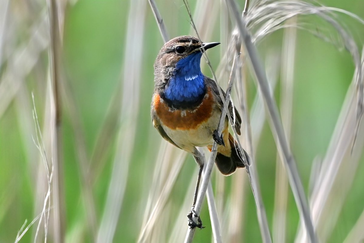 HeystekJ's tweet photo. #blauwborst #bluethroat #blaukehlchen #vogels #nikonphotography #natuurfotografie #photoeveryday #vogelfotografie #vogelspotten #birdwatching #GroeneJonker #photoeveryday #photographylover @NikonNews https://t.co/bBclUyUzDm