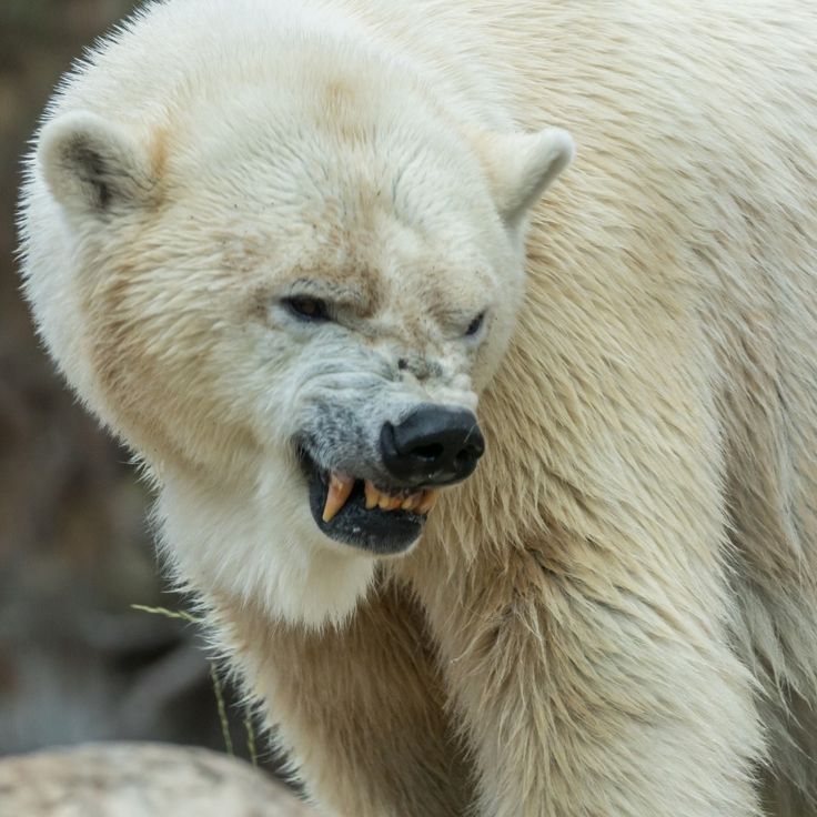 polar bear tweet media