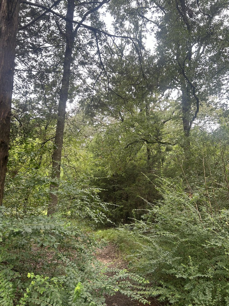 RealSigmund's tweet photo. @N1ppyTSG @ReviewsPossum Literally my backyard https://t.co/0d0FmOj45M