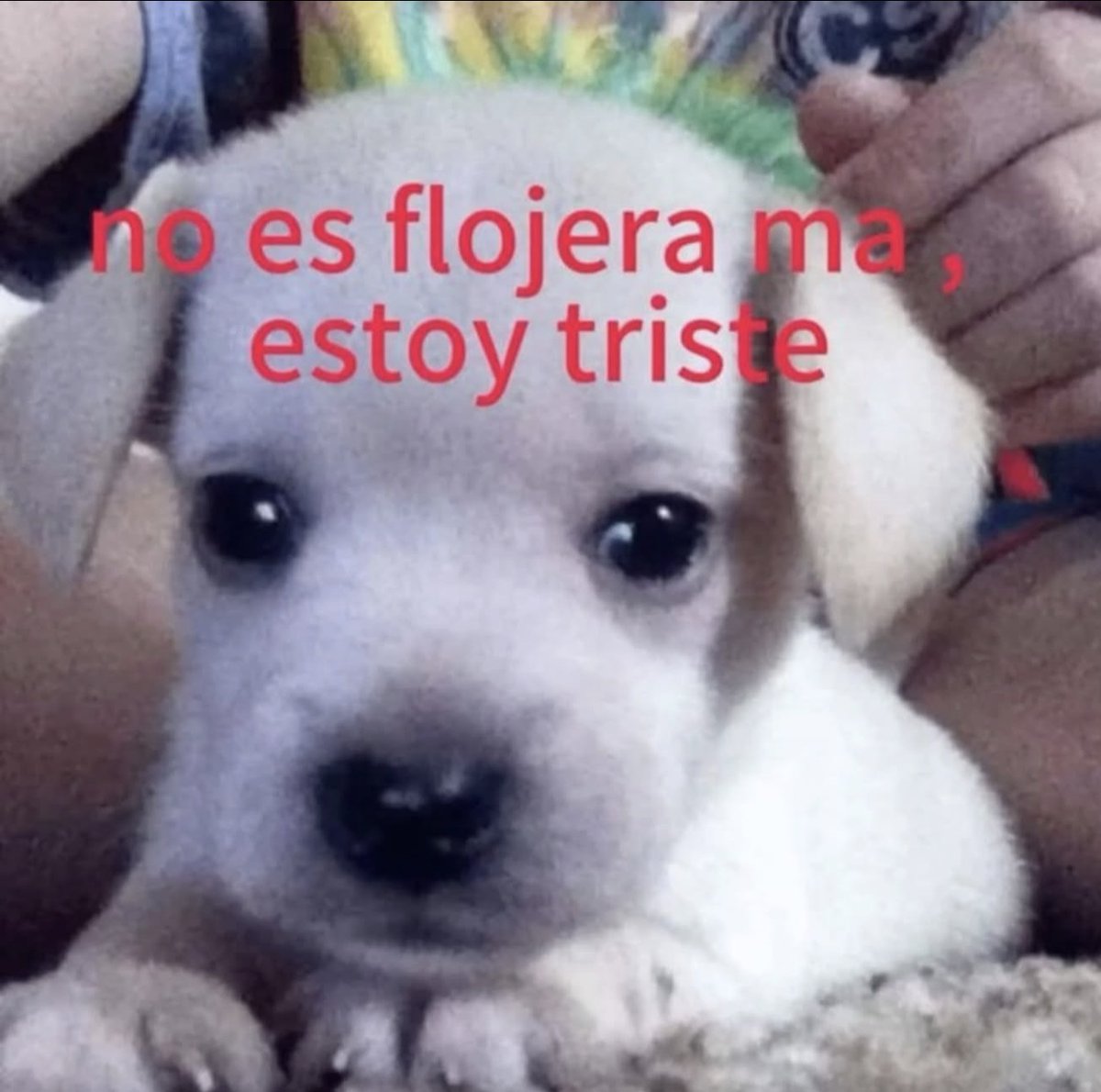 Mundo de Bigotes tweet media