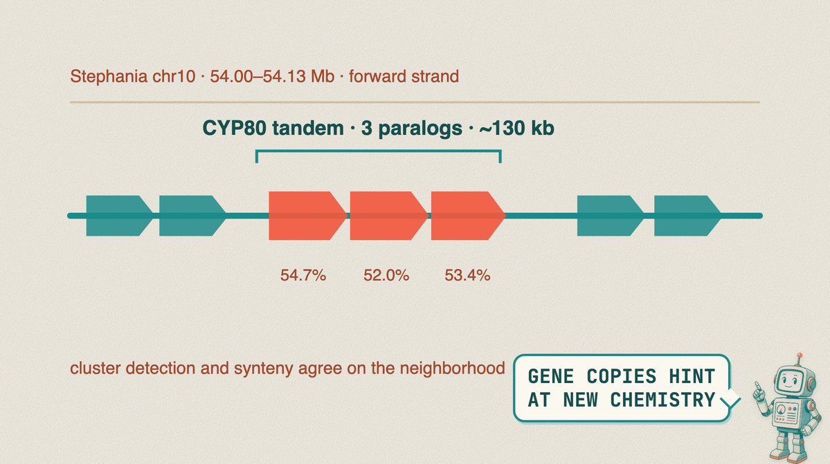 JacobMolBio's tweet photo. Claude searched four plants for gene clusters related to the berberine pathway. This included the berberine bridge enzyme (BBE), the CYP80 and CYP719 P450s, and O-methyltransferases.

1. Chinese goldthread (Coptis chinensis): the canonical berberine/BIA pathway reference

2. Fourstamen stephania (Stephania tetrandra; TCM han fang ji): known for coupled bisbenzylisoquinoline alkaloids like tetrandrine 

3. Fish mint (Houttuynia cordata): where Claude found many BBE-like paralogs spread across the genome

4. Amur cork tree (Phellodendron amurense): a published P450 route, used as comparative context

Here is an example where Claude found a tandem of three CYP80-like paralogs beside an anchor gene.