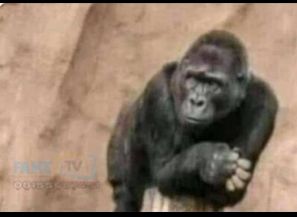 babatunny tweet media