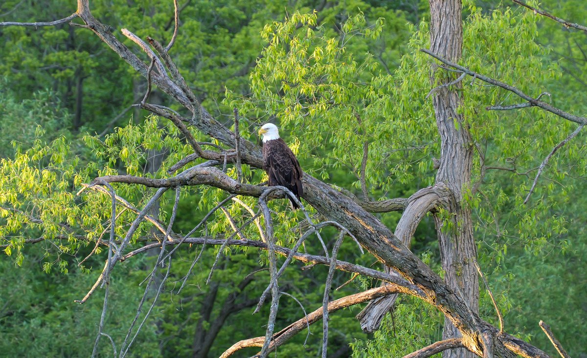 JoshuaLambier's tweet photo. Super zoom shots of bald eagles on the Thames Valley Parkway in London, Ontario. #LdnOnt https://t.co/mjdwmtoJMw