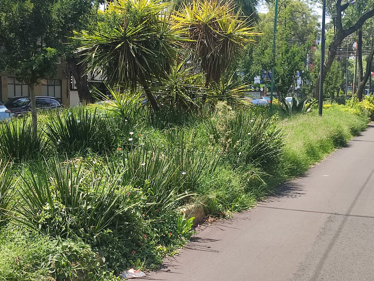 HugoChappaloni's tweet photo. @AccionesBJ Por favor solicito le den mantenimiento al camellón de Dr. Vértiz entré el Parque de los Venados y la glorieta de Pilares, parece una selva no han podado en meses. https://t.co/MHaIfHLQDm