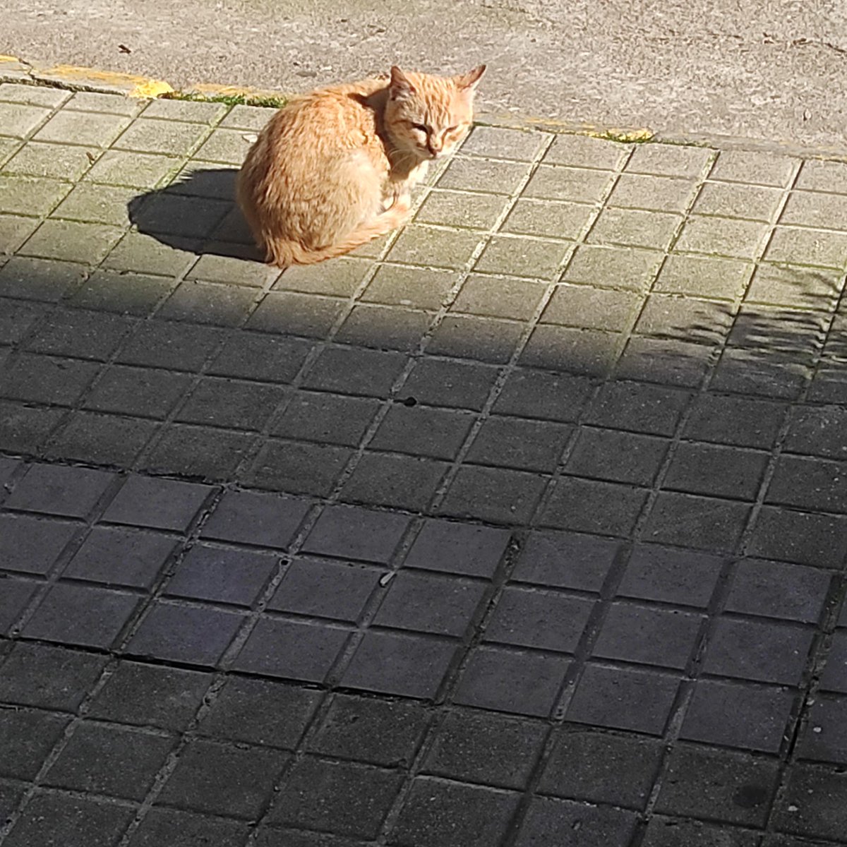 ApataTalavera's tweet photo. Se busca acogida:
Este gatito está en la calle. Es macho, alrededor de 2 años, castrado y manso. https://t.co/HYbkvvx0ll