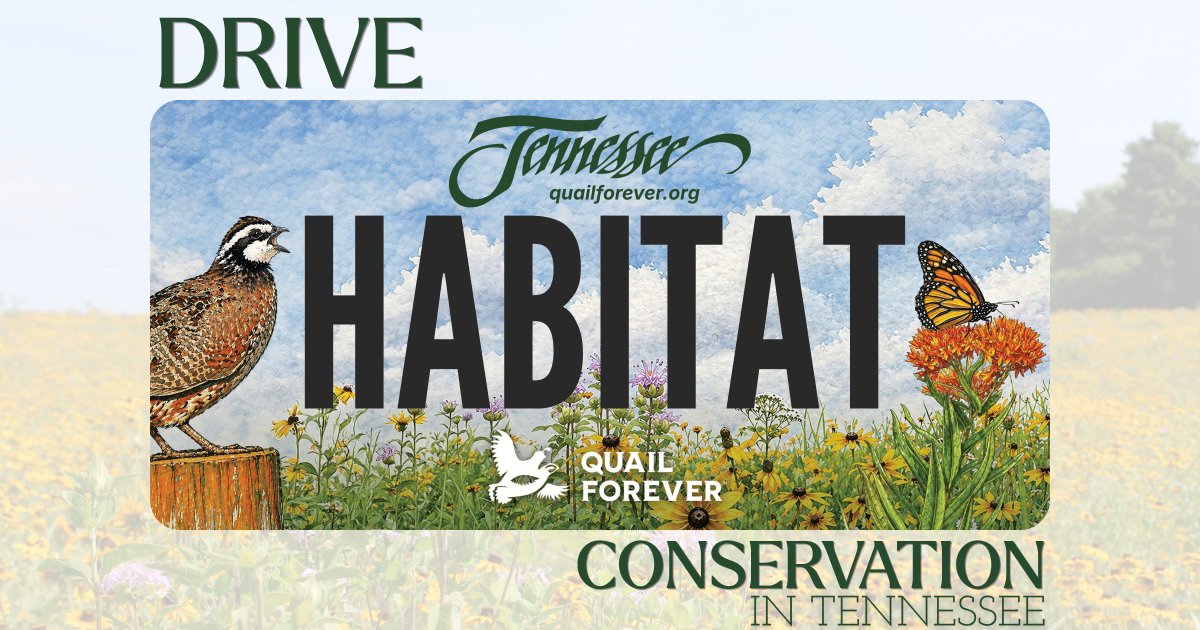 quail4ever's tweet photo. ATTN. Tennessee Folks! Be one of the FIRST Tennesseans to sport a Tennessee Quail Forever Specialty License Plate. 

This specialty plate will not only showcase a bird we all know and love, but it will help to raise funds to continue our mission of conserving quail and other wildlife through habitat improvements, public access, education, and conservation advocacy across the great state of Tennessee!!

Pre-Sale now available here: https://t.co/sMYfBeB7we