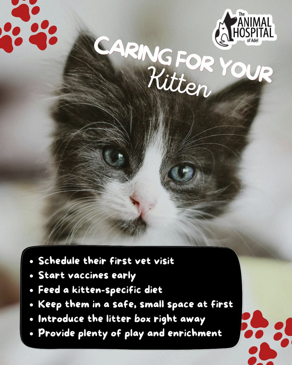 TheAHofAdel's tweet photo. Healthy kittens grow into healthy cats 💗🐈 

Early veterinary care, proper nutrition, and plenty of enrichment help support lifelong health and confidence. Contact us to schedule your kitten's first visit!

https://t.co/YsQU2GXXXR

#AdoptACatMonth #KittenCare #VeterinaryCare https://t.co/tYg7XZNO8r