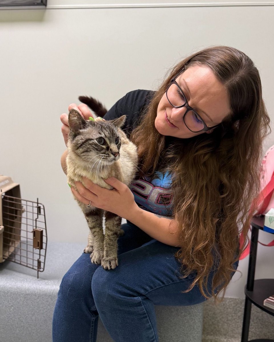 NEHumaneSociety's tweet photo. Neela went missing back in 2014 after slipping out the door while her family was moving. They submitted lost reports, posted flyers, walked through our stray kennels, and more, but no luck. They hoped she was being taken care of somewhere, but could never be sure. Until now. https://t.co/d8KmFKvHkF