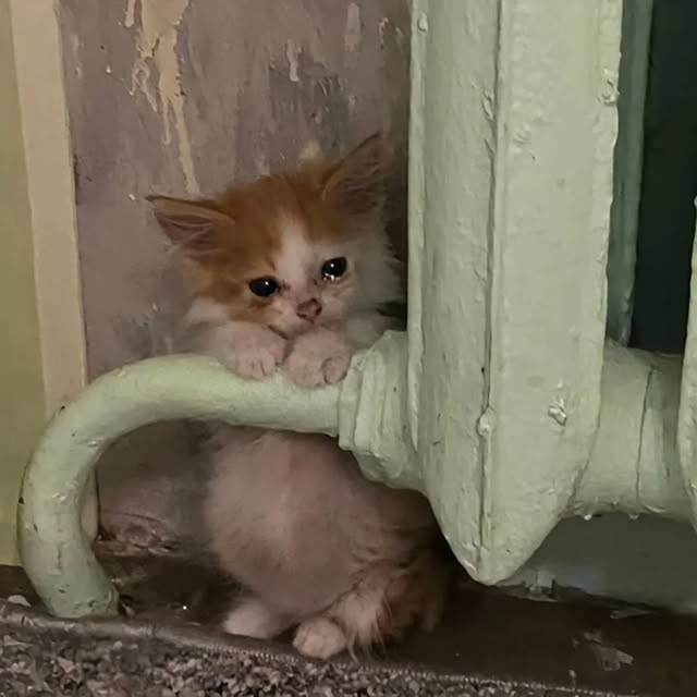 Cats with aura tweet media