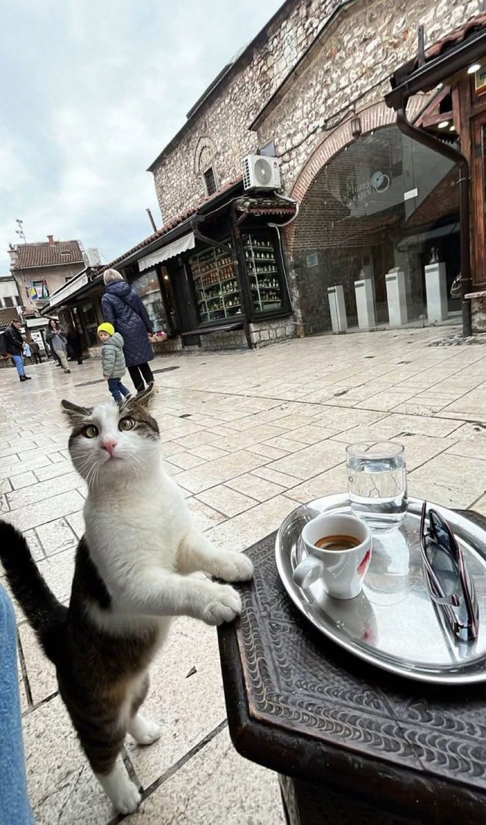 ohisileyasamak's tweet photo. Cat drinking Turkish coffee, Bosnia https://t.co/b1NzkUp1Zu