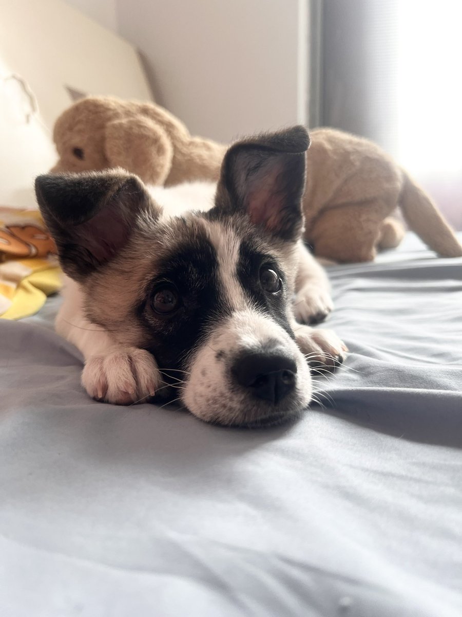 Cumin233's tweet photo. 请看浣浣，她现在四个半月大了！＃puppy https://t.co/K9Nke6Vj8d