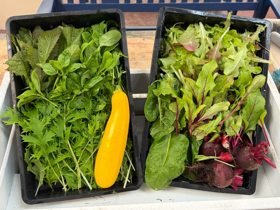 MorayFoodPlus's tweet photo. A lovely box of veg &amp; salad from the growing site was delivered to Elgin Youth Cafe this morning
@moray_justice https://t.co/6ziKpnnvOX