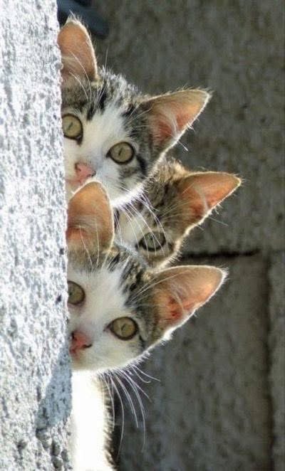 LindFritz's tweet photo. Hello beauties 
🐾 https://t.co/op0nZwdP1P