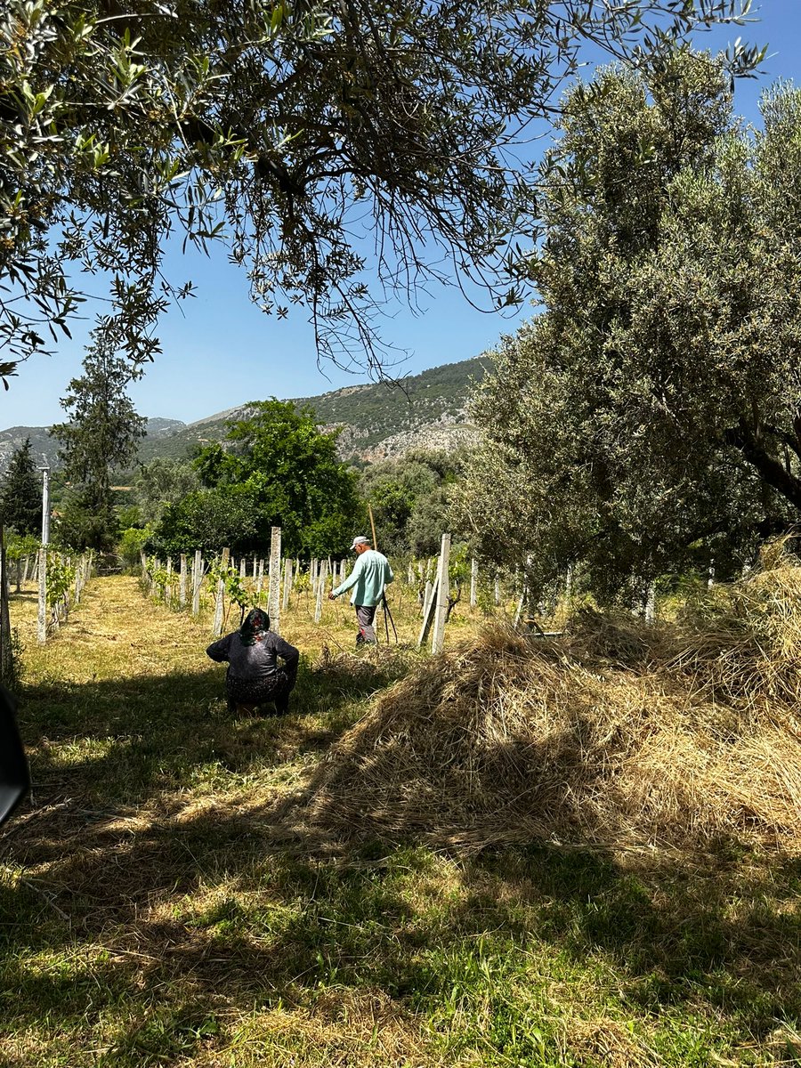 earthistdao's tweet photo. Out in the fields at Kami Land today ✨️
Olive trees, young vines, hands in the work, mountains in the back. Days like this remind us why all of it matters  💚 https://t.co/61aq9MxdHP