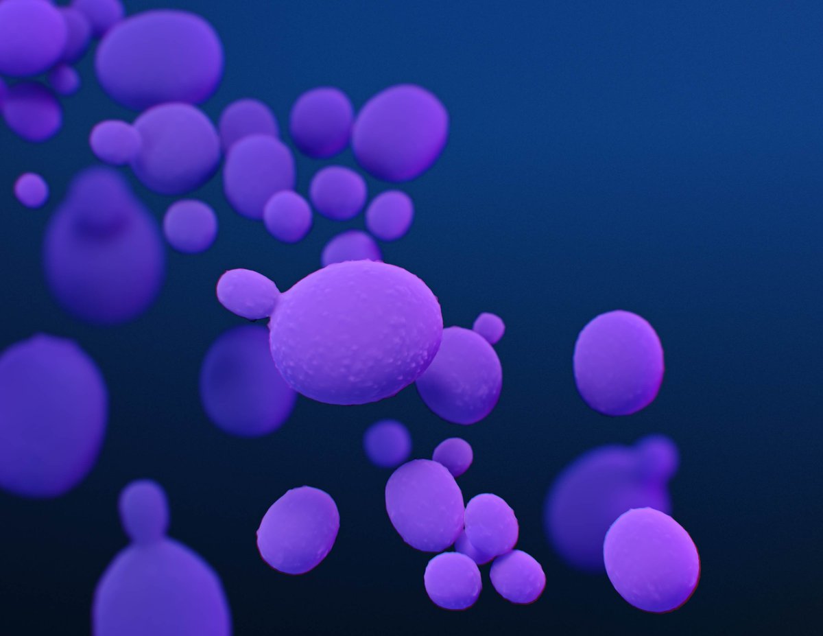 IPCWell's tweet photo. C. auris is an emerging fungus that can cause serious infections.
Why is it concerning?
✔️ Can spread on healthcare surfaces and equipment
✔️ May live on the skin without symptoms
✔️ Often resistant to multiple antifungal medications
✔️ Can lead to outbreaks
#C.auris #IPC https://t.co/ckAV1pxmaW