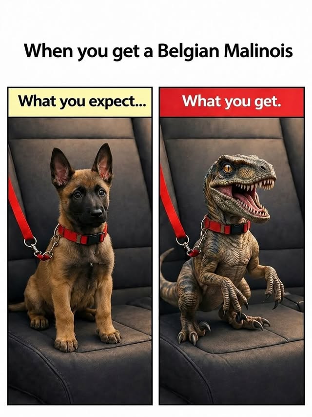 malinoisdog07's tweet photo. Only malinois owners can relate this 🤫... https://t.co/ttd3snwqxP