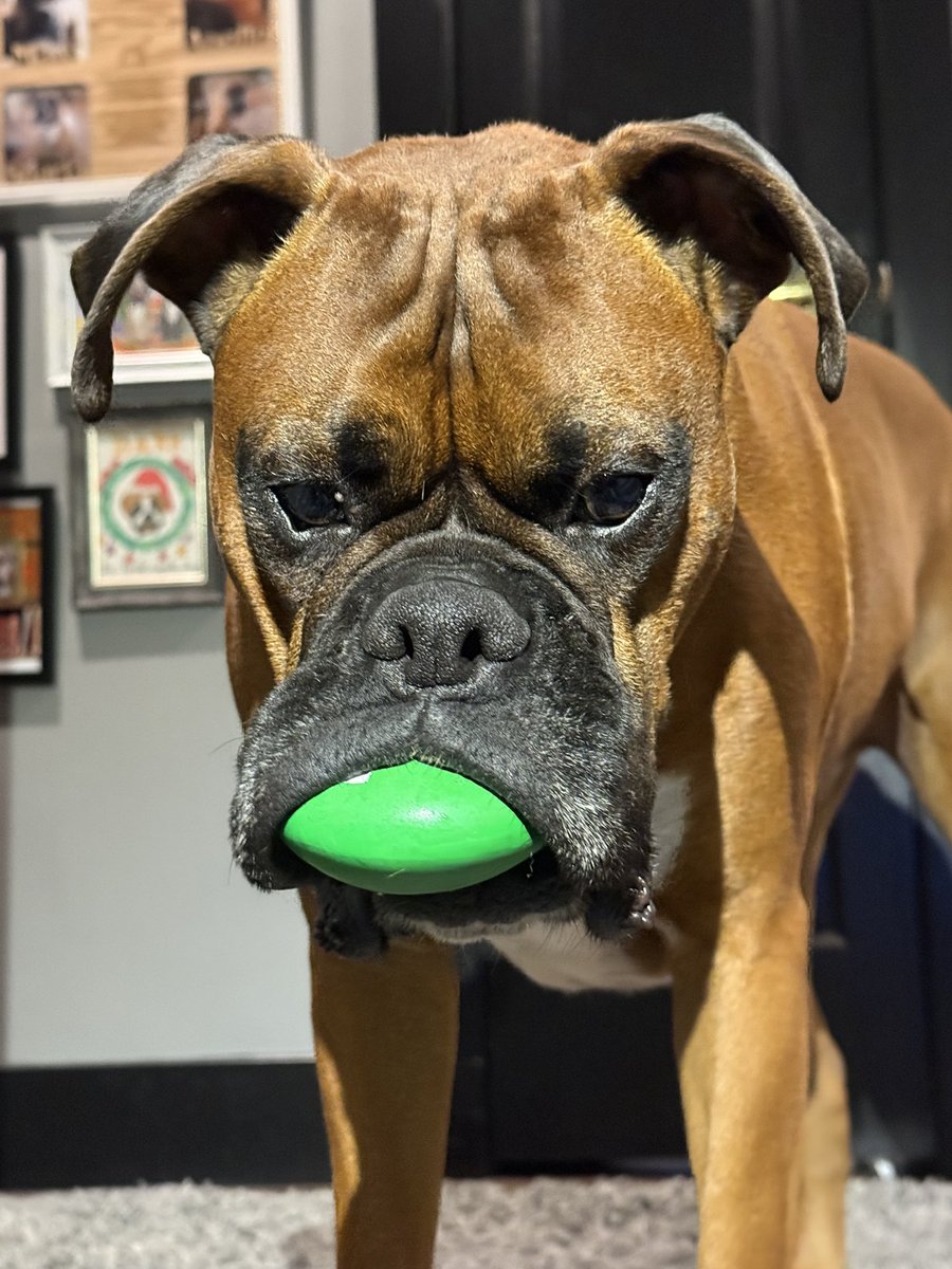 inntothenight's tweet photo. Happy Monday sunshine #boxerdogs
#boxerlife #boxerlovers  #boxersrock #boxersofinstagram https://t.co/xEJv3PnsZZ