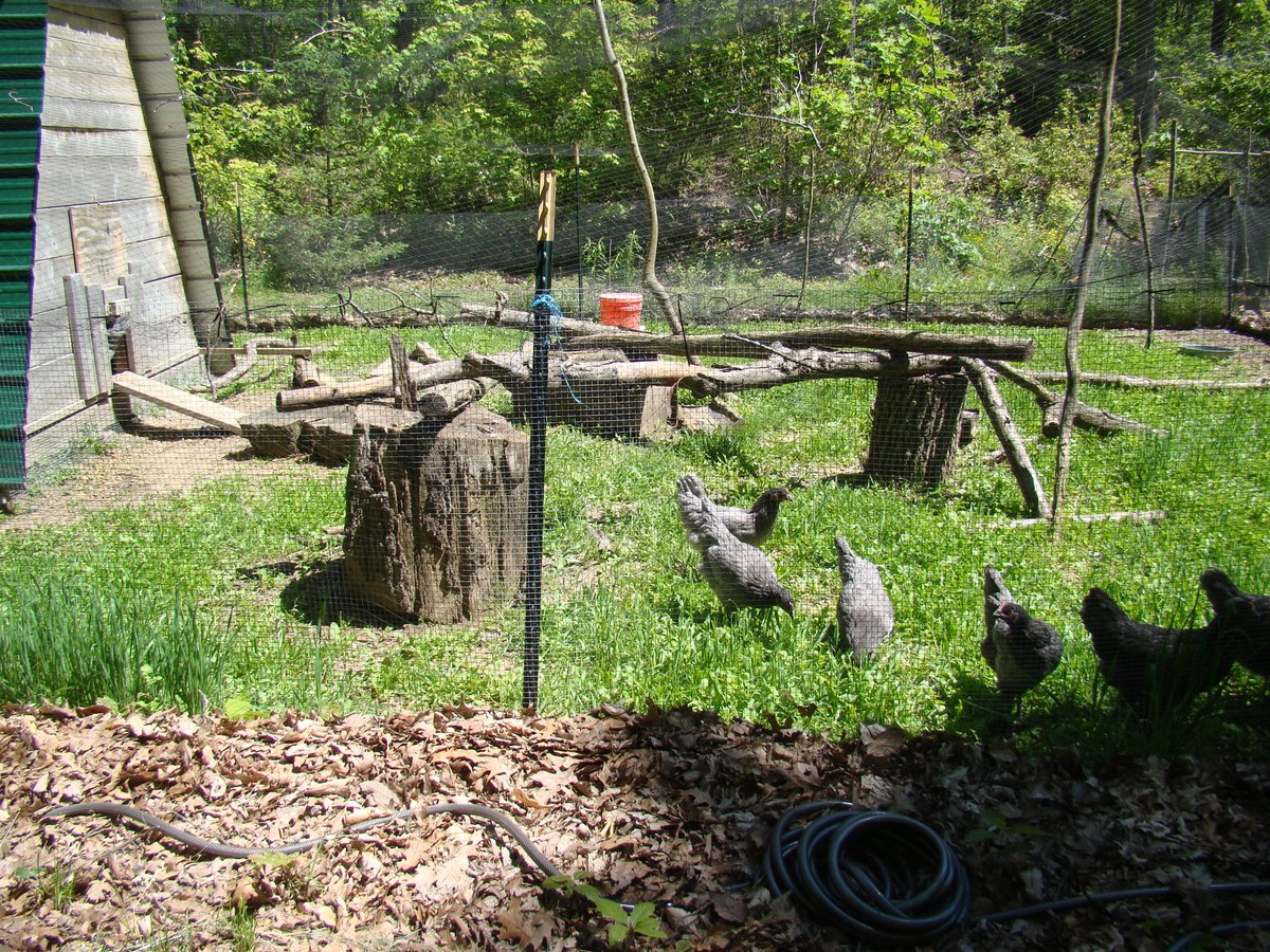 WoodsReflection's tweet photo. After 10 weeks in the basement/garage, Sapphire Gem chickens had feathered enough weeks ago and ever since then had been in the chicken run outside doing well. https://t.co/PYK7jxGzzF