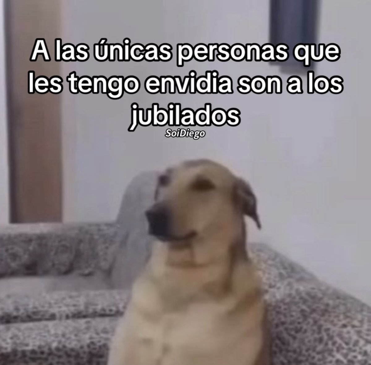 Mundo de Bigotes tweet media