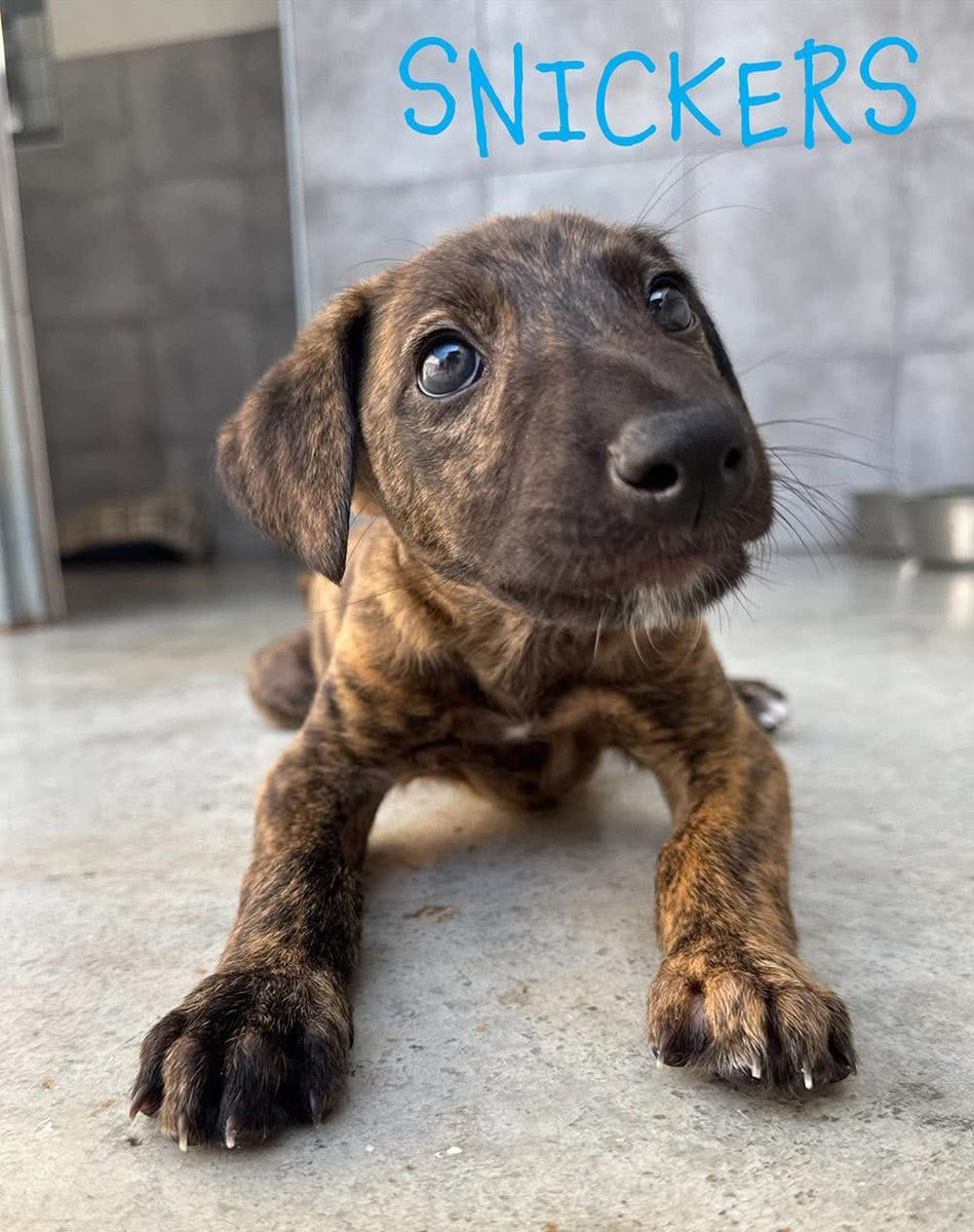 GalgosdelSol's tweet photo. 1/2 posts ❤️
All six gorgeous chocolate box pups now have names 🤩 
Here’s three of them .. which is your fave? 
Three more in the next post ❤️ https://t.co/dsuO6hLKu9
