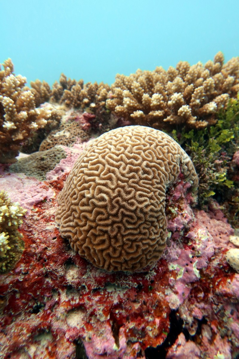 BIOTGov's tweet photo. The Chagos Brain coral is a critically endangered coral species found exclusively in BIOT. Once thought extinct, it is often coined the world’s rarest coral. In 2023, as part of an emergency response to ocean heatwaves, BIOT collaborated with coral scientists to conserve this important species. Action was taken by researchers at @OxZooDept, @ZSLMarine, @OceanoMonaco and the @HornimanMuseum, supported by UK Government funding from Darwin Plus, together with the Percy Sladen Memorial Trust and @Bertarelli_fdn, to recover live colonies of Chagos Brain coral and establish a refuge population in aquaria. Successful breeding of these corals is providing a critical safety net for this rare and remarkable coral (3/4)