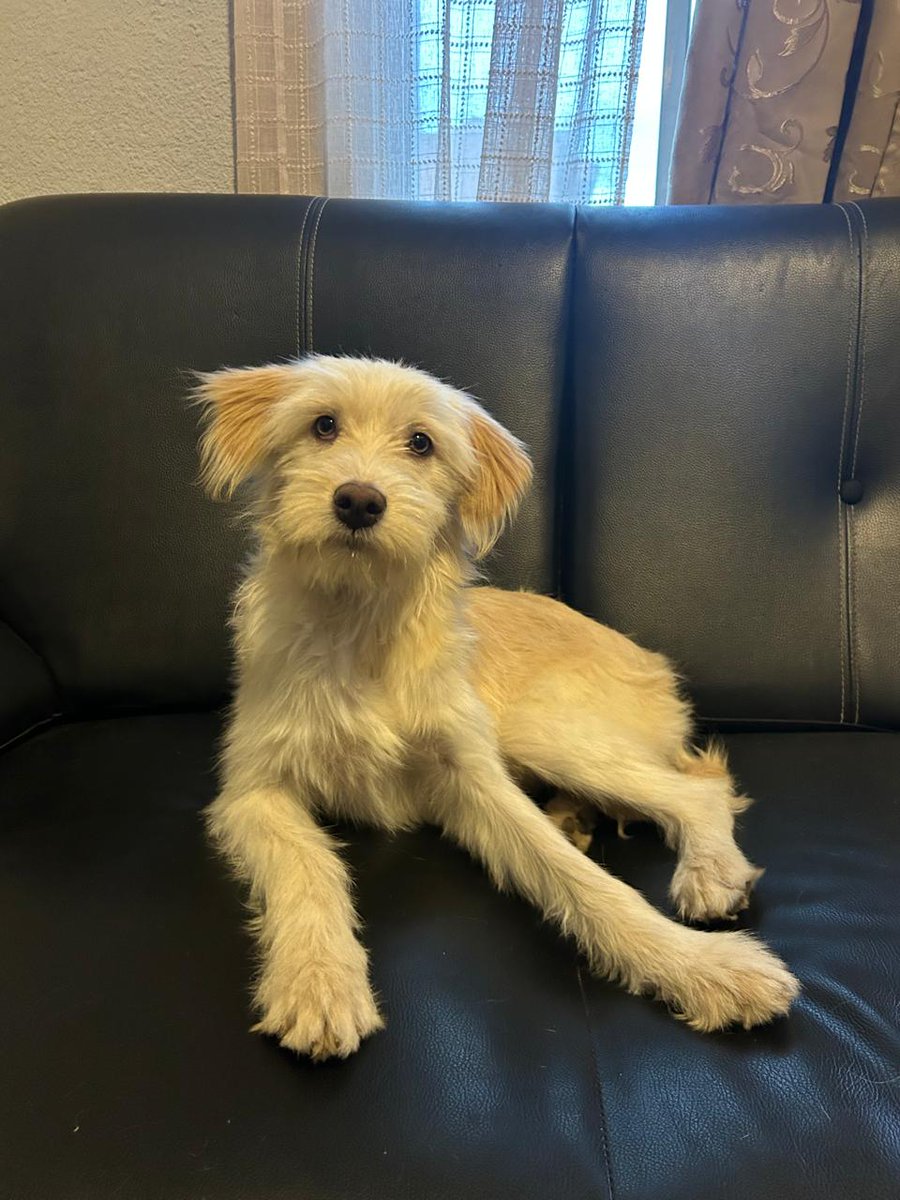 guatexanimales2's tweet photo. 73-2026 Katy es una cachorrita hembra de seis meses talla mediana noble, juguetona que fue rescatada de las calles de villa nueva, vamos a buscarle una segunda oportunidad y un buen hogar 🏠.
#adoptanocompres
#adoptaunperro #familia https://t.co/E5hT5EV7od