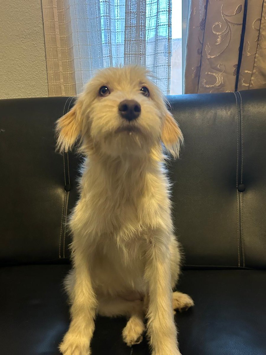 guatexanimales2's tweet photo. 73-2026 Katy es una cachorrita hembra de seis meses talla mediana noble, juguetona que fue rescatada de las calles de villa nueva, vamos a buscarle una segunda oportunidad y un buen hogar 🏠.
#adoptanocompres
#adoptaunperro #familia https://t.co/E5hT5EV7od