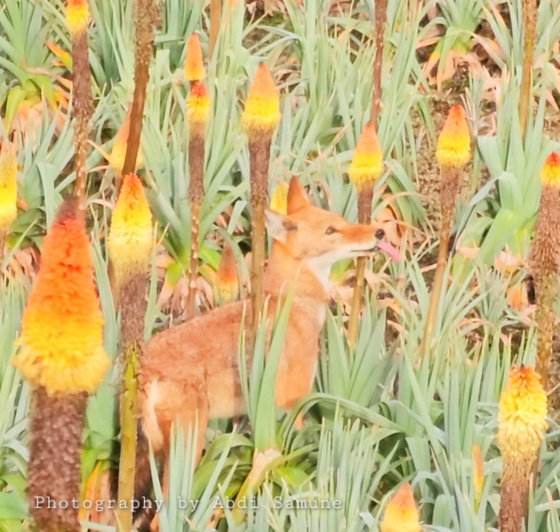 SamuneAbdi's tweet photo. Not your average carnivore diet! 🦊The endangered #EthiopianWolf loves to forage for sweet nectar from blooming Red-hot poker (Kniphofia) flowers in the Afroalpine highlands. It’s the first large carnivore documented showing this sweet behavior #Ethiopia #Conservation
@KyKebero https://t.co/eMha7jjhcl