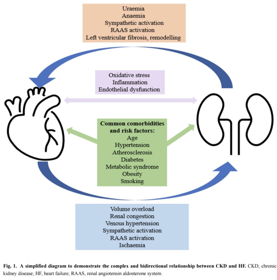 javier20ch's tweet photo. Tratamiento de la Ins. Cardíaca en pacientes con Enf. Renal Crónica. 🧐🫀🔥
🔴La coexistencia de IC y ERC es muy frecuente (cerca del 50% coexisten), y esta asociación duplica la mortalidad comparada con quienes no tienen daño renal. De hecho, la función renal predice mejor el pronóstico que la propia FEVI en muchos pacientes. 📈☠️
🔴Los 4 pilares siguen siendo fundamentales en el Tto. Sin embargo, estos pacientes tienen mayor riesgo de hiperK, hipotensión y deterioro transitorio de la función renal, por lo que requieren monitorización estrecha. 👁🔎🚨
💊IECA/ARA-II: existe sólida evidencia de beneficio en IC-FEVIr y ERC estadios G1-G3. Un aumento inicial de creatinina de hasta 30% tras iniciar tratamiento suele ser aceptable y no debe motivar la suspensión automática del fármaco. 🧐🙅🏻‍♂️
💊ARNI: reduce hospitalizaciones y mortalidad CV en IC-FEVIr, preserva mejor la función renal que IECA/ARA-II y produce menos hiperK.
💊ARM: mantienen su beneficio pronóstico incluso en pacientes con ERC moderada, aunque el riesgo de hiperK es mayor y exige vigilancia frecuente.
💊iSGLT2: Son la terapia con mayor impacto. Los estudios demostraron beneficios CV consistentes incluso en pacientes con deterioro renal moderado.
💊Diuréticos: siguen siendo esenciales para controlar la congestión, pero no mejoran la supervivencia. Usar la dosis mínima necesaria para mantener euvolemia y facilitar la optimización del resto de terapias con beneficio pronóstico. 💧📈

📄🆓️⤵️
https://t.co/h4iF0AapbU
https://t.co/HBdXPLgNTe