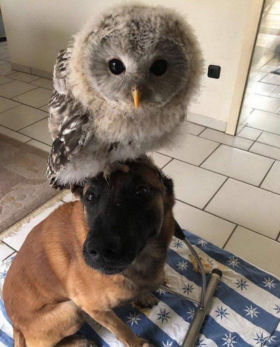 🌲Howl Owl🦉 tweet media