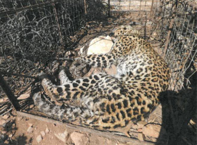 ftwglobal's tweet photo. Thanks to @landmarkleopard, Andre Barnard was convicted on 6 counts of animal abuse following the death of a trapped leopard.
https://t.co/zjeaLrg3up
Donate today to help us &amp; our partners to keep wild animals safe, wild and free.
🧡 FTW
#ftw #ftwglobal #landmarkfoundation https://t.co/bKZcHcqPx2