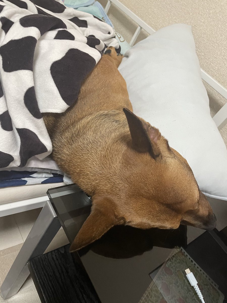 ayaaaa016's tweet photo. 寝相が悪いうちのメリ🐶♡
かわいすぎるやろ〜〜（´-`）.｡oO https://t.co/ImWiyOXemD