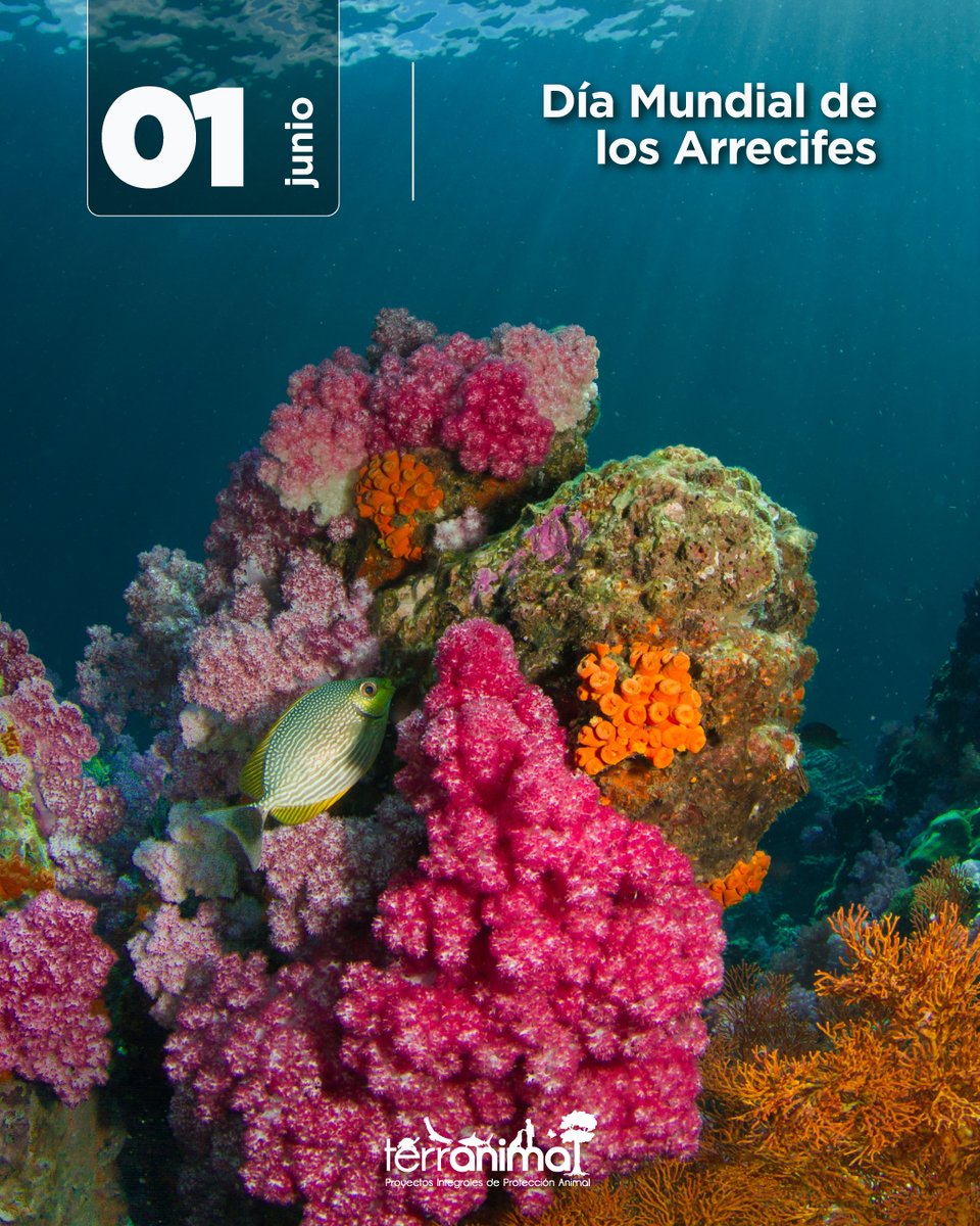 TerranimalEC's tweet photo. Los arrecifes sustentan la vida marina, y las aves migratorias los nutren desde el cielo con nutrientes vitales al viajar. 🪸🪶 El plástico y el cambio climático amenazan este ciclo conectado. ¡Proteger el océano es defender nuestro futuro! 🌊
#DíaMundialDeLosArrecifes #Coral https://t.co/JYvIYpB4Jj