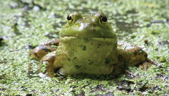 RealLifeFrog's tweet photo. I know what you’ve been up to. I’ve seen you at the farm house across the field. https://t.co/6u8KZc8nS2