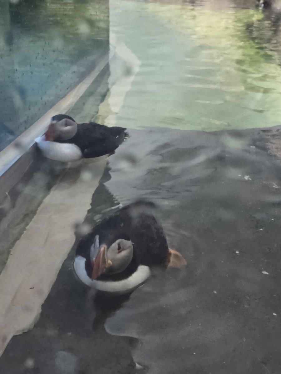 xenojiVT's tweet photo. More vacation pics teehee silly birds and a flat raccoon. What's everyone's favourite animal? I love puffins and owls (my advisor gets upset that cats are third) https://t.co/9ocWfcKCui