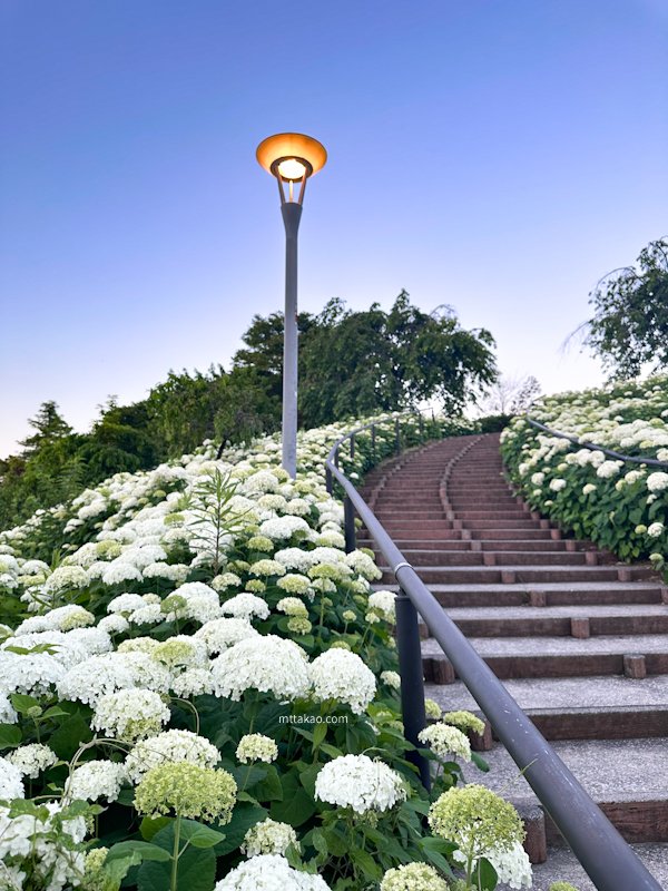 mttakaocom's tweet photo. シンボルプロムナード公園の白いあじさいアナベルが見頃になりました🌸
#シンボルプロムナード公園 https://t.co/pMZnbTs76Q