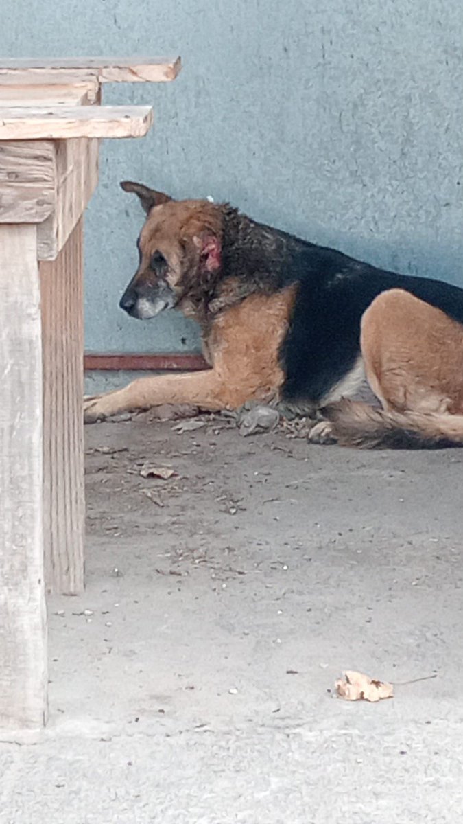 KarliDaH's tweet photo. Vecinos de Bosques de San Sebastián piden apoyo para auxiliar a esta perrita que al parecer le cortaron la oreja. Se encuentra resguardada en una caseta sobre el Blvd. Xonacatepec, a la altura del Autozone, cerca de Soriana. @IBAGobPue https://t.co/6vqQytXCgA