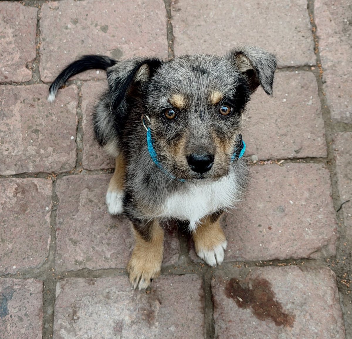 eltuitdemarsh's tweet photo. Hermoso cachorrito, de aproximados 3 meses, en adopción responsable. Es muy dócil, amoroso y sociable. Será de tamaño mediano. Se entrega desparasitado. Si deseas darle un hogar, comunícate al +56961980993. Favor RT!
#Santiago https://t.co/01ijGW864Q