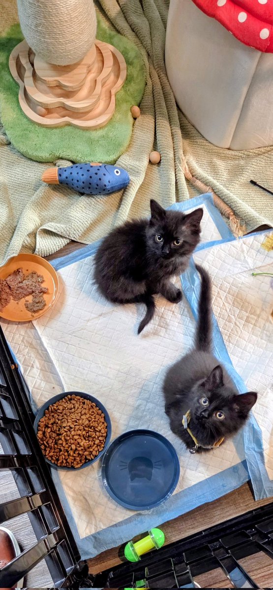 rmackman's tweet photo. Welcome home! This weekend, as an early birthday gift for our son, we brought home two new additions to our family. Introducing Kirk (yellow collar) and his sister, Spock.

I hope they bring our son plenty of joy for many years.

May they live long and prosper. 
🖖🏻😸🐾😸🐾 #LLAP https://t.co/20TU4pChXw