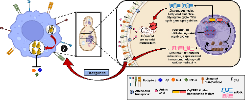 MicrobioSoc's tweet photo. Candida glabrata and the host: a neglected affair. Published in Journal of Medical Microbiology, as part of the Fungal Pathogenesis: Mechanisms, Resistance, and Threats collection: https://t.co/XISQZXn2bd #JMM https://t.co/BNhVp1qUcJ