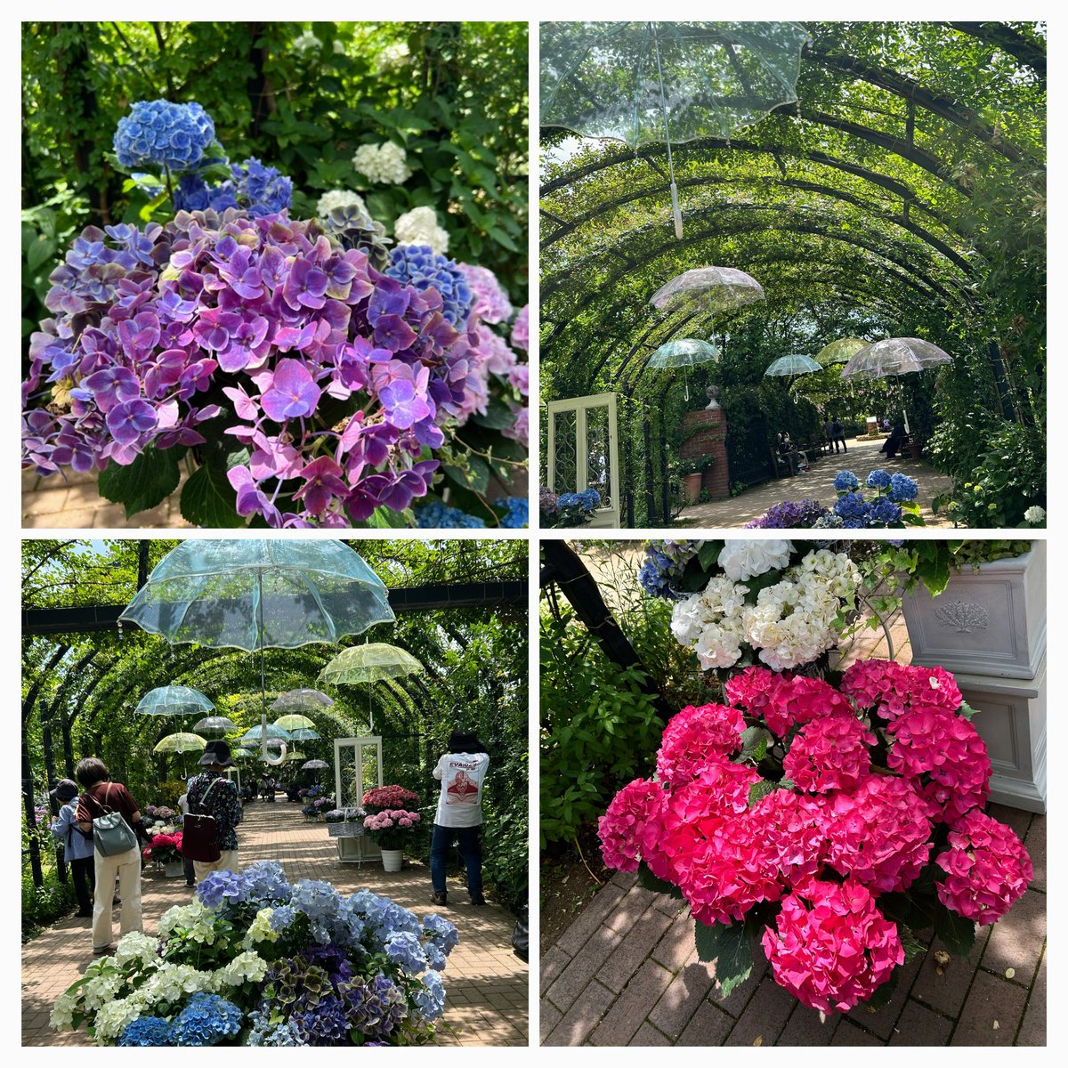ann1951809's tweet photo. #横浜イングリッシュガーデン
#キリトリセカイ　#紫陽花 https://t.co/AF0xvl7GM6